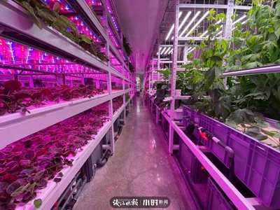 航天蔬菜杭州有同款，揭秘神奇植物工廠 人造陽光空氣，全程無農藥的綠色革命